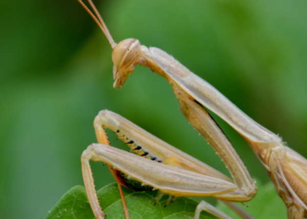 Winners and Losers Among European Arthropods over the Last Half Century of Global Change